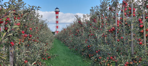 TOUR Altes Land